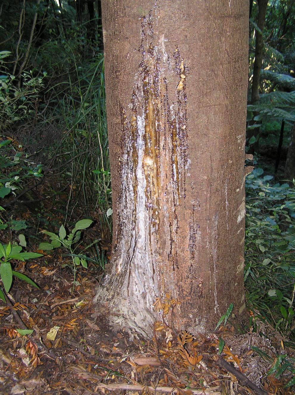 Invasive Species • Environment Guide